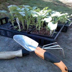 Old Fashioned Gardener Image
